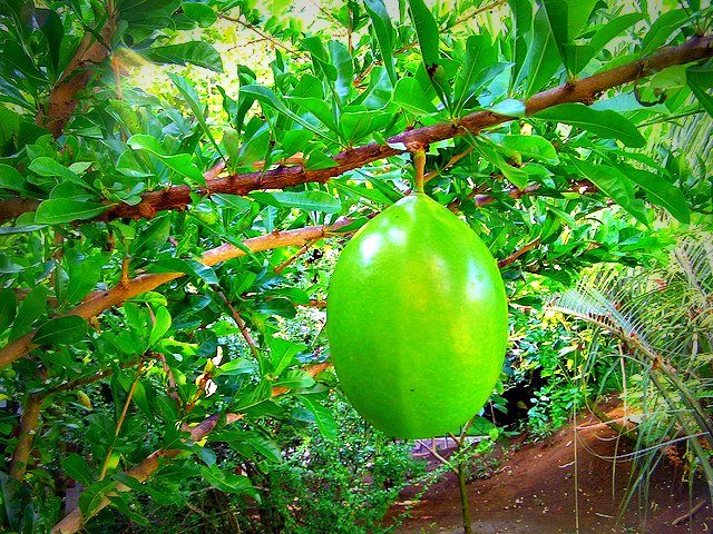 Une calebasse des Cara&iuml;bes, ronde, lisse, et toxique. &copy; Damien Boilley Flickr